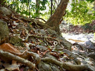 Jungle tree roots