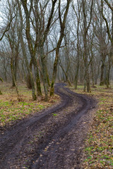 Beautiful early spring. Winding dirt road in the forest