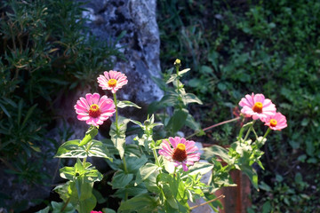 Obraz premium Pink flowers in a garden, illuminated by warm sunset light. Selective focus.