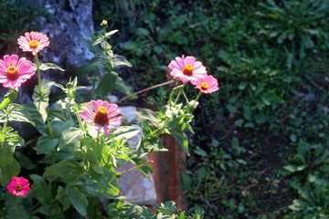 Fototapeta na wymiar Pink flowers in a garden, illuminated by warm sunset light. Selective focus.