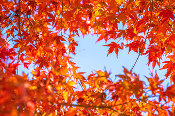 Maple leaf change color in autumn.
