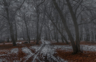 Scary forest after sundown with fog during winter
