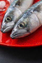 Close-up of two mackerel heads with unfocused ice, on red plate and gray background in vertical with selective focus