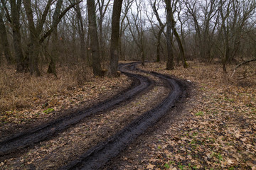 Fototapeta premium Winding dirty road in the nude oak forest