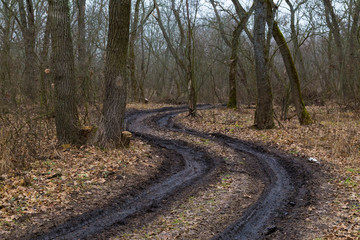 Obraz premium Winding dirty road in the nude oak forest