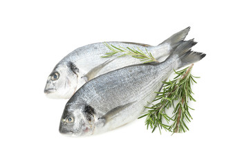 Fresh Dorado fishes and rosemary isolated on white background