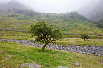 Scenic view of trees and mountain