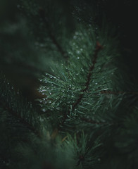 Obraz premium pine with water droplets