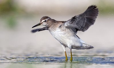 Wood Sandpiper in flight over water surface with wide spreaded wings 