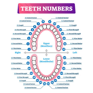 Teeth numbers oral cavity scheme
