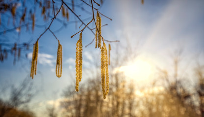 Haselpollen an einen Ast im Gegenlicht