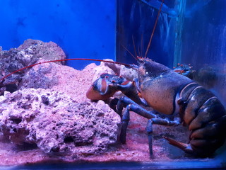 lobster on the beach