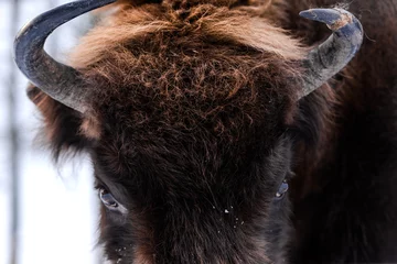 Tuinposter Bizon European bison (Bison bonasus) Close Up Portrait at Winter Season