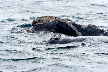 Close up view of Southern Right Whales emerging from the sea in Peninsula Valdes, Argentina