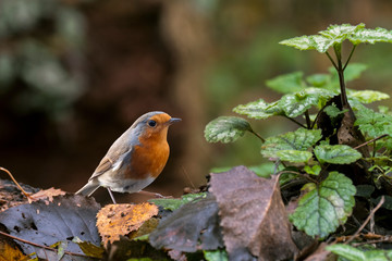 European robin (Erithacus rubecula) foraging on the forest floor
