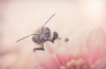 Honey bee and autumn chrysanthemum flowers. Autumn honey