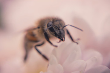 Honey bee and autumn chrysanthemum flowers. Autumn honey	