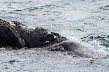 Close up view of Southern Right Whale emerging from the sea in Peninsula Valdes, Argentina