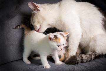 Fototapeta na wymiar White cat mom licks her white kitten