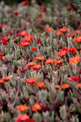 Red flowers in Peninsula Valdes, Argentina
