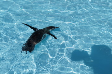 Penguin swimming in the pool