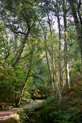 Fototapeta na wymiar Souto da Retorta, also known as the Chavin eucalyptus, in Vivero, Galicia. Spain. Europe.