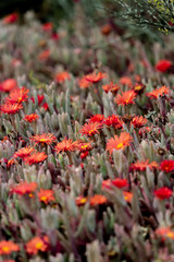 Red flowers in Peninsula Valdes, Argentina