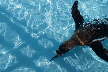 Penguin swimming in the pool