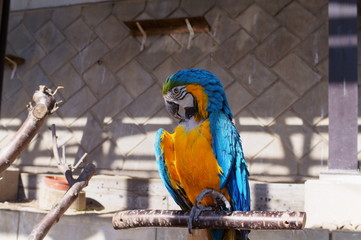 A colorful and large macaw grooming