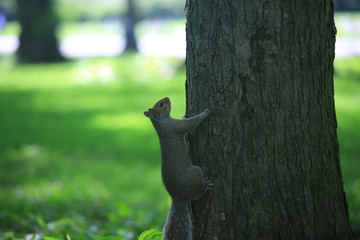 Grey squirrel in central park