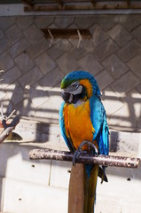 A colorful and large macaw grooming