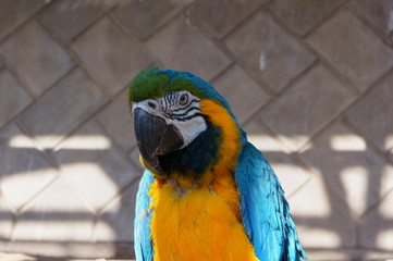 A colorful and large macaw grooming