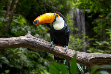 Toco toucan / common toucan / giant toucan (Ramphastos toco) perched in tree, native to South America