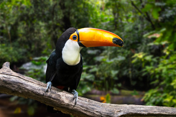 Naklejka premium Toco toucan / common toucan / giant toucan (Ramphastos toco) perched in tree, native to South America