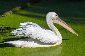 Great white pelican / eastern white pelican / rosy pelican (Pelecanus onocrotalus) swimming in pond, native to southeastern Europe, Asia and Africa