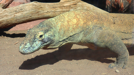 Big and wild Komodo Dragon