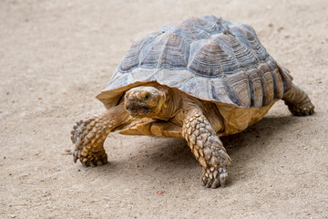 African spurred tortoise / sulcata tortoise (Centrochelys sulcata / Testudo sulcata) native to...