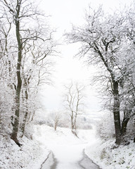 Trees and country road covered with snow in winter