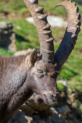 Close-up of Alpine ibex (Capra ibex) male with large horns in the Dolomites, South Tyrol, Italy