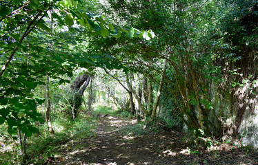 Souto da Retorta, also known as the Chavin eucalyptus, in Vivero, Galicia. Spain. Europe.