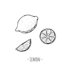 Set of hand-drawn citrus. Vector cartoon illustrations. Isolated objects on a white background.