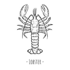 Lobster illustration. Vector. Isolated object on a white background. Hand-drawn style. Top view.