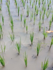 green grass in water