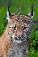 Obraz premium Eurasian lynx (Lynx lynx) close-up portrait