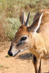 Duiker 929
