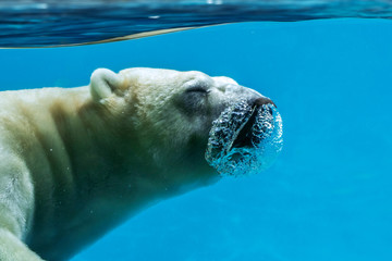 Polar bear (Ursus maritimus / Thalarctos maritimus) swimming underwater and breathing out /...