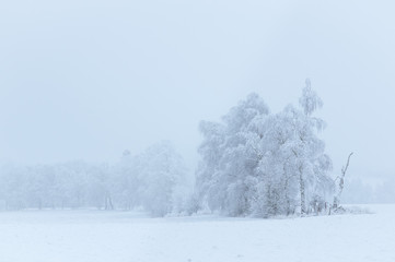 Panoramic view of misty winter landscape. Trees covered in frost and snow.