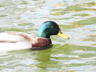 duck in water