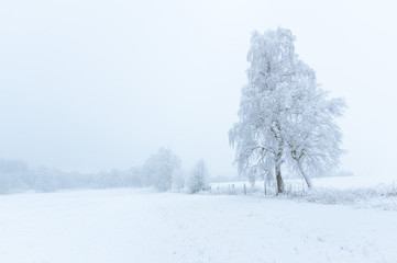 Panoramic view of misty winter landscape. Trees covered in frost and snow.