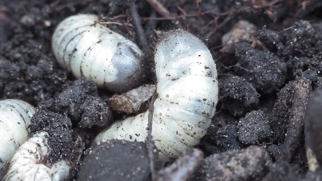 white grub of the may beetle closeup macro. a large white worm